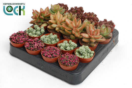 Sedum 5.5cm mix - Succulent The Horti House