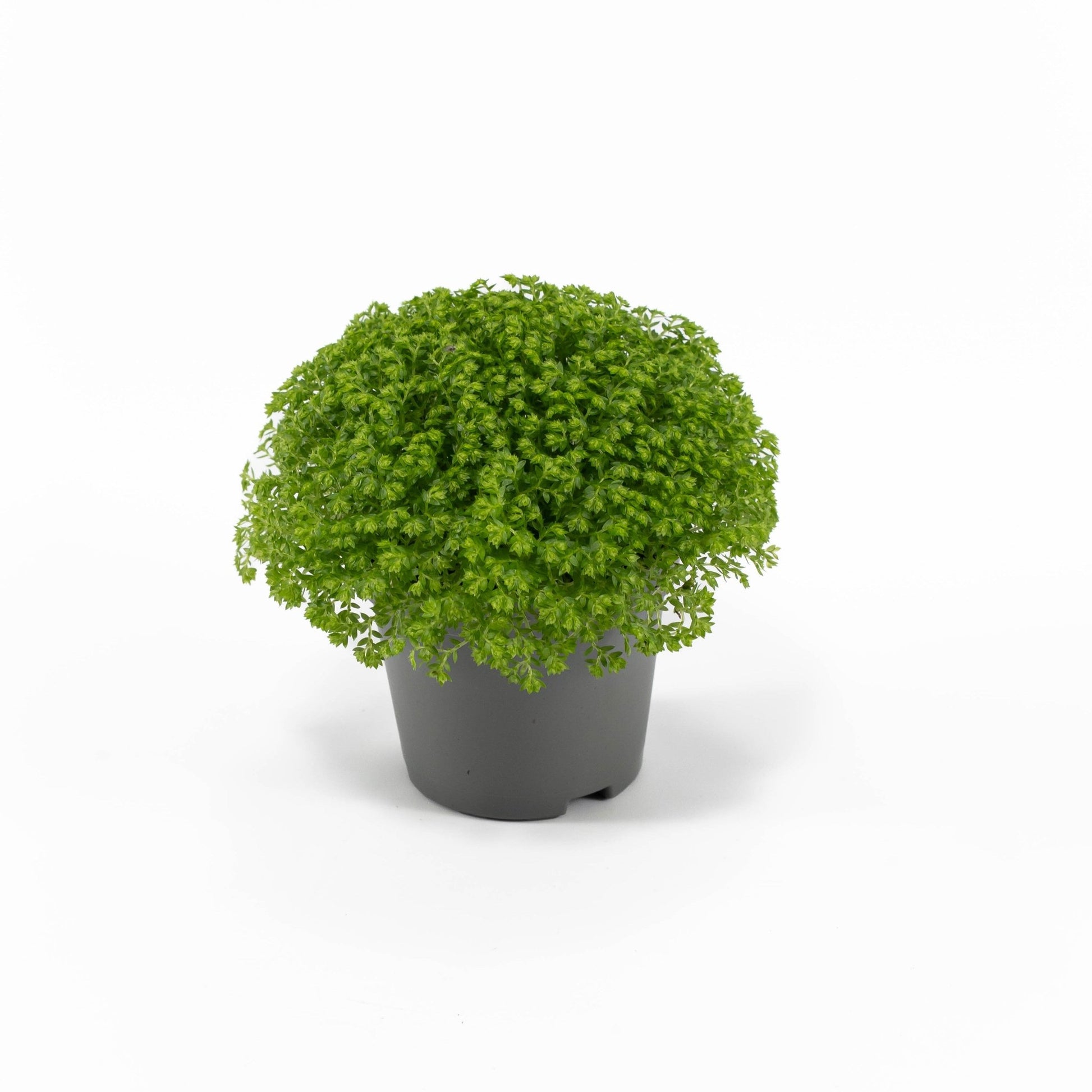 Selaginella 6cm Apoda - Green Plant The Horti House