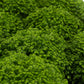 Selaginella 6cm Apoda - Green Plant The Horti House