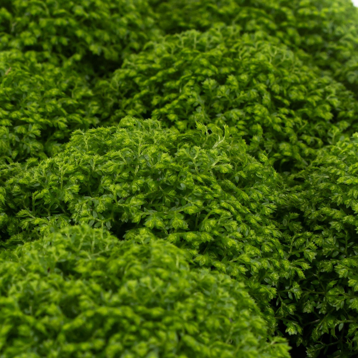 Selaginella 6cm Apoda - Green Plant The Horti House