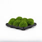 Selaginella 6cm Apoda - Green Plant The Horti House