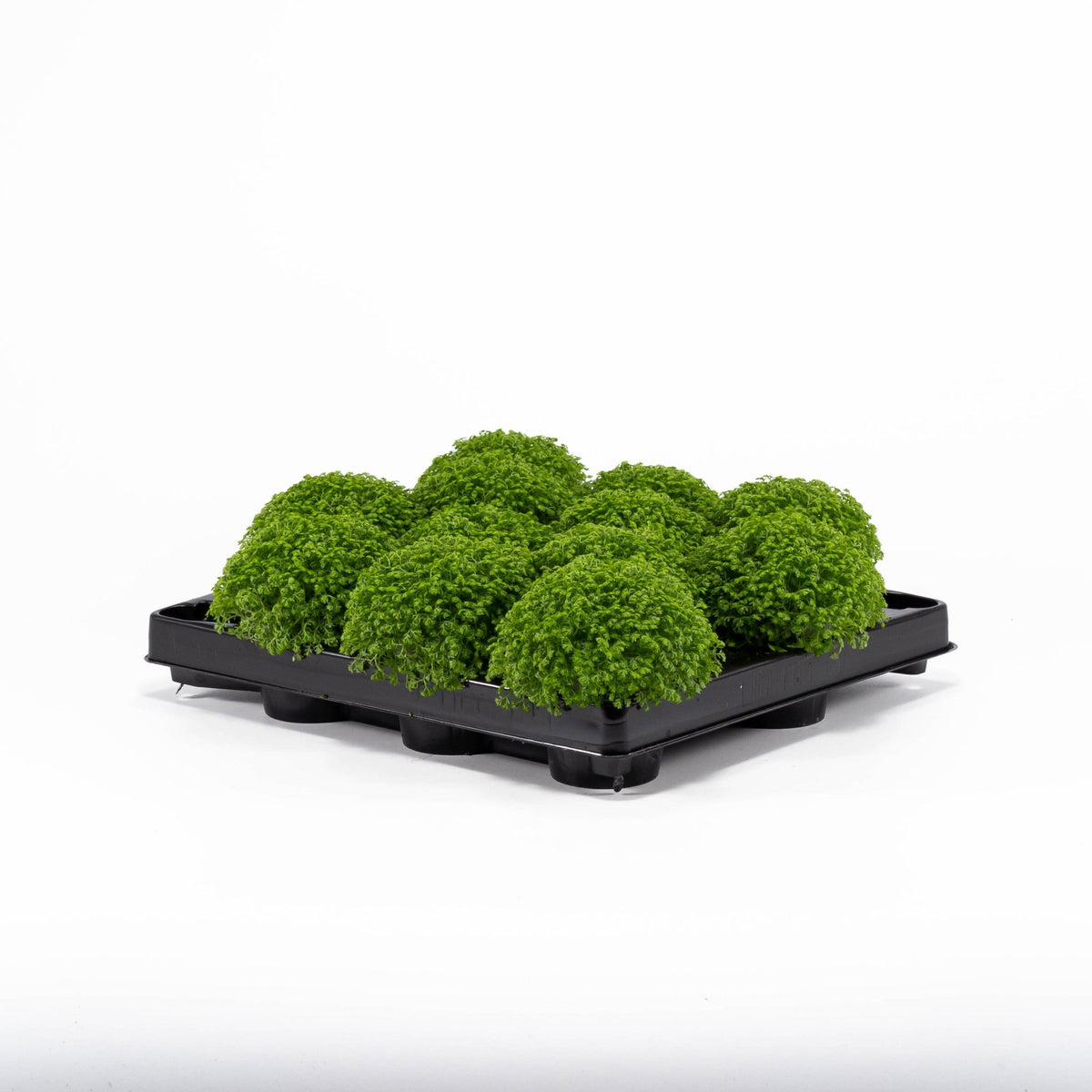 Selaginella 6cm Apoda - Green Plant The Horti House