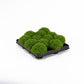 Selaginella 6cm Apoda - Green Plant The Horti House