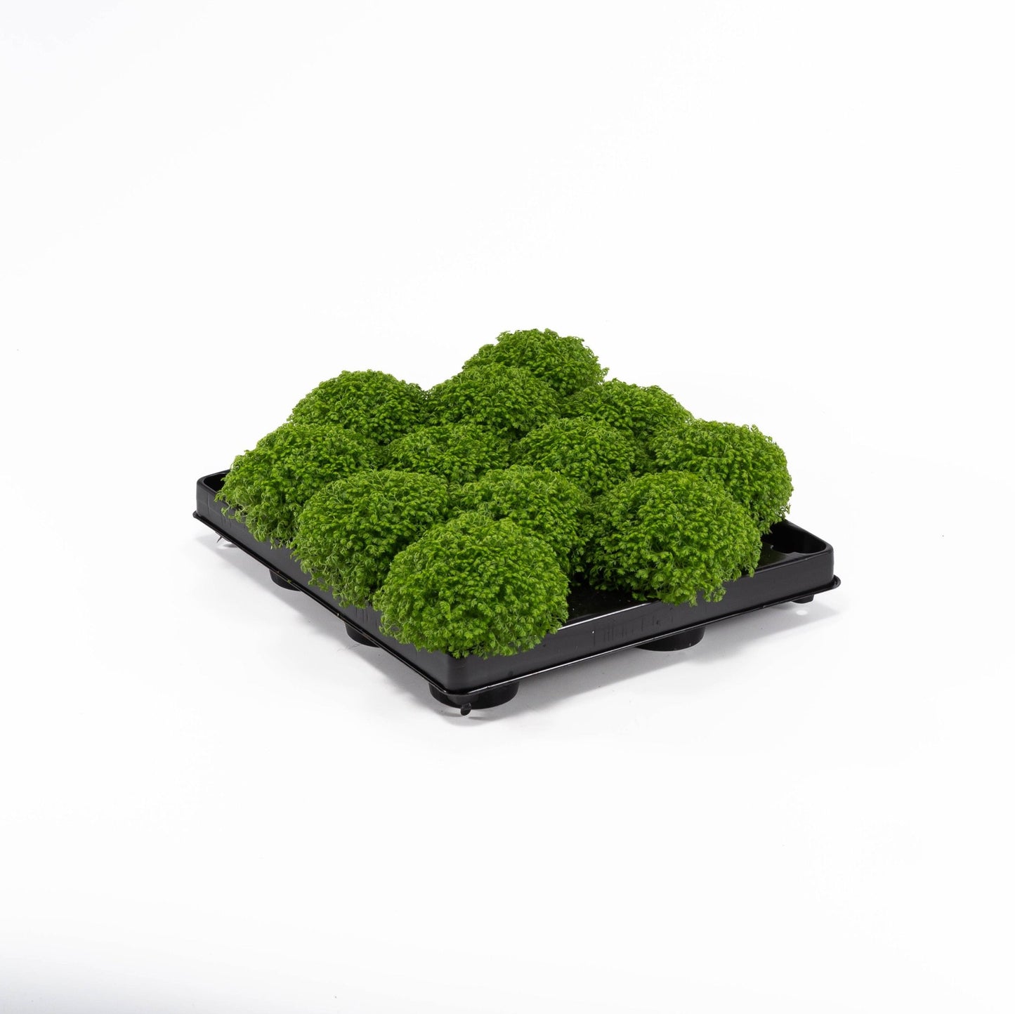 Selaginella 6cm Apoda - Green Plant The Horti House