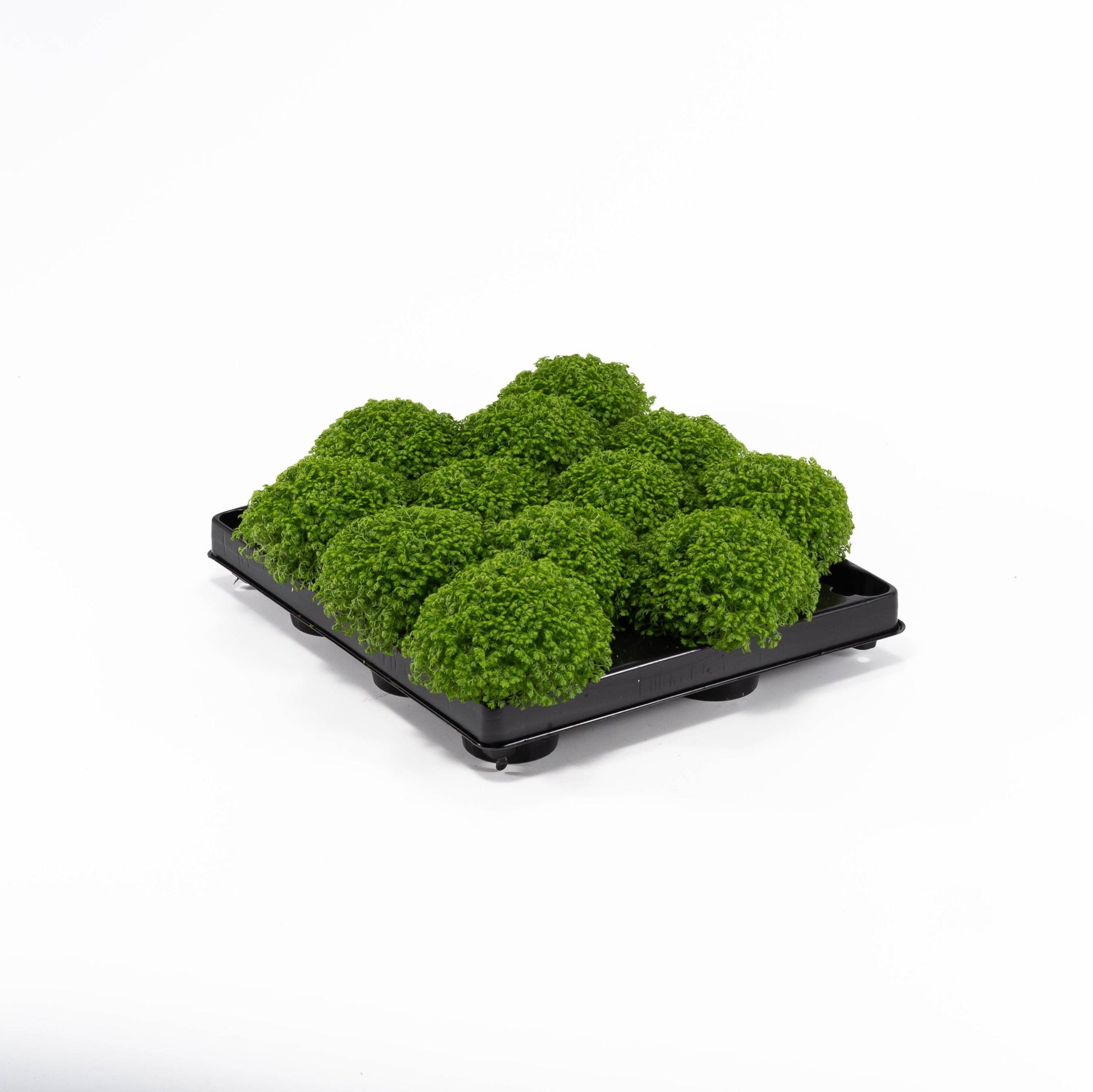 Selaginella 6cm Apoda - Green Plant The Horti House
