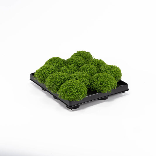 Selaginella 6cm Apoda - Green Plant The Horti House