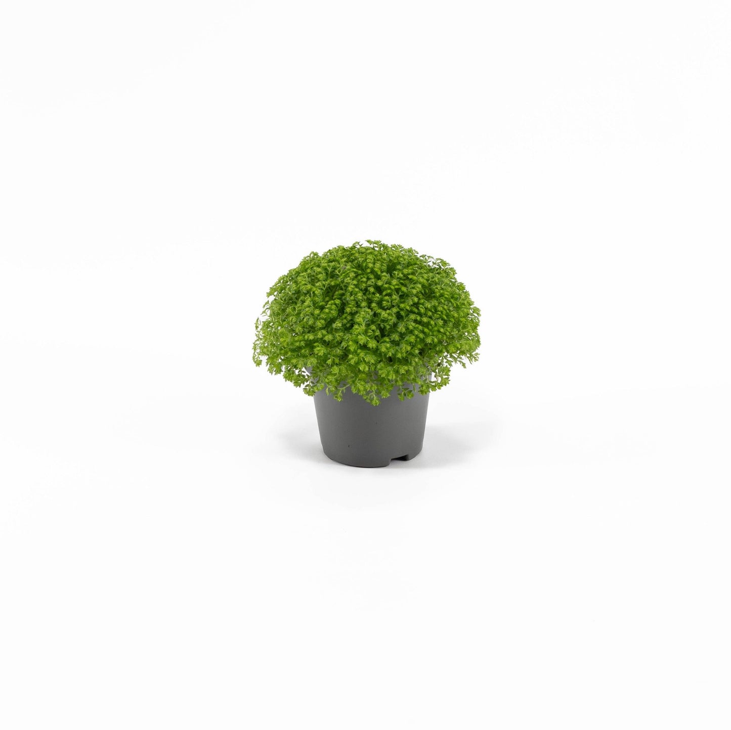Selaginella 6cm Apoda - Green Plant The Horti House