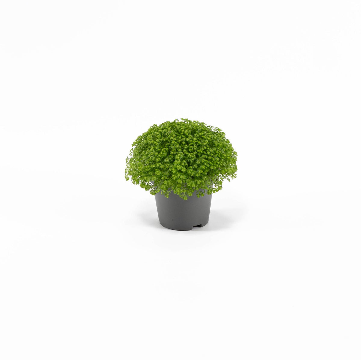 Selaginella 6cm Apoda - Green Plant The Horti House