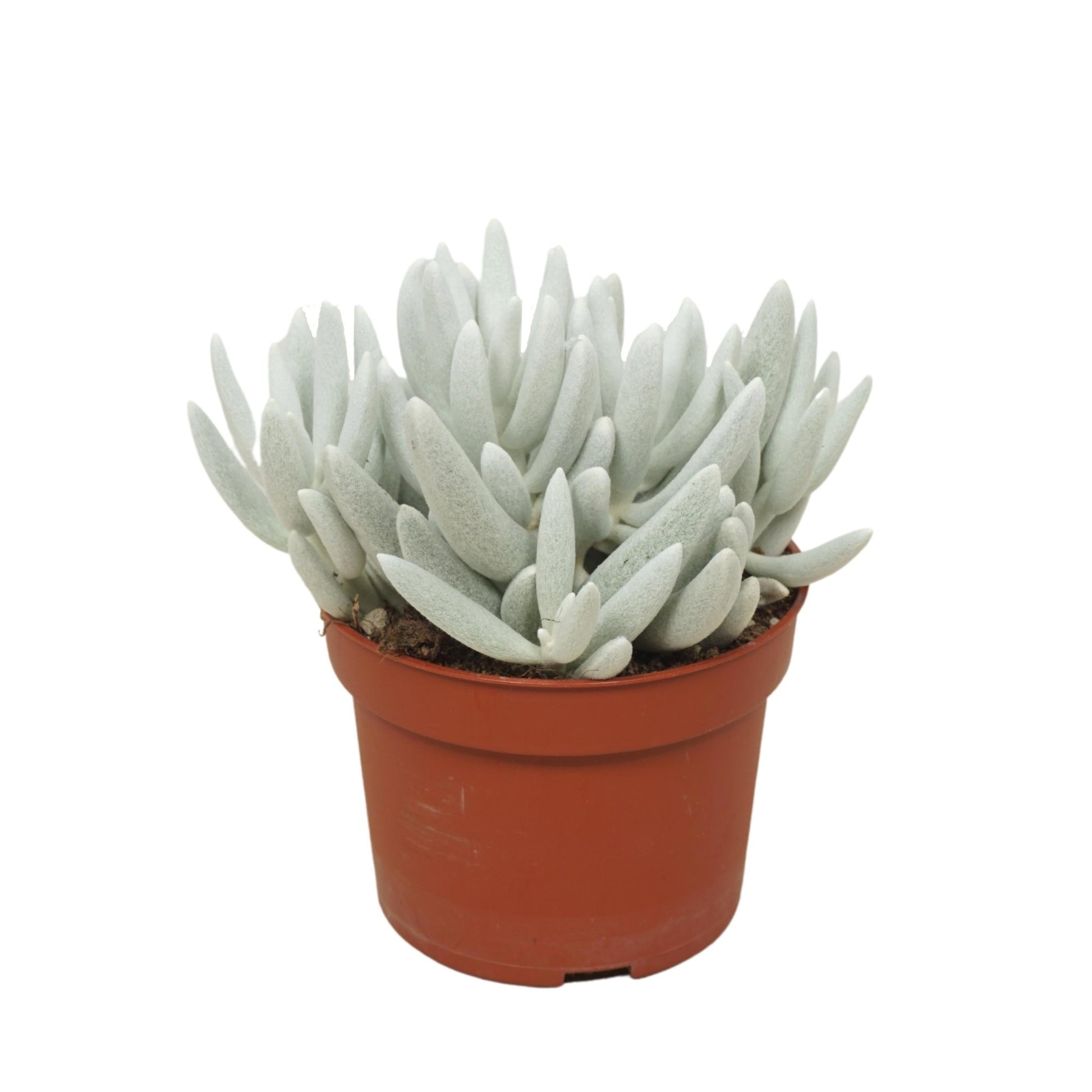 Senecio 10.5cm Mont Blanc - Succulent The Horti House