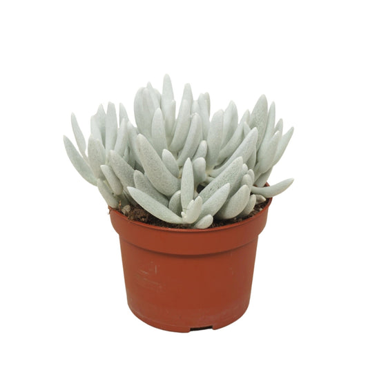 Senecio 10.5cm Mont Blanc - Succulent The Horti House