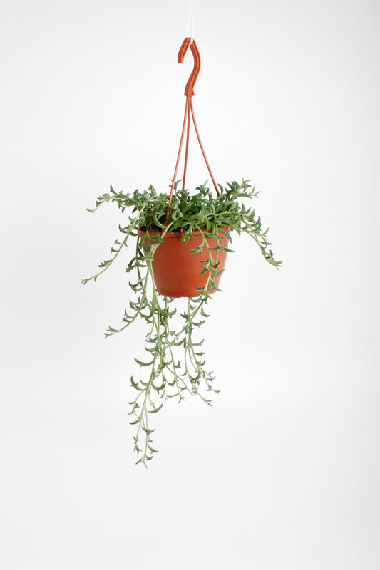 Senecio 12cm Dolphins Hanging - Hanging The Horti House
