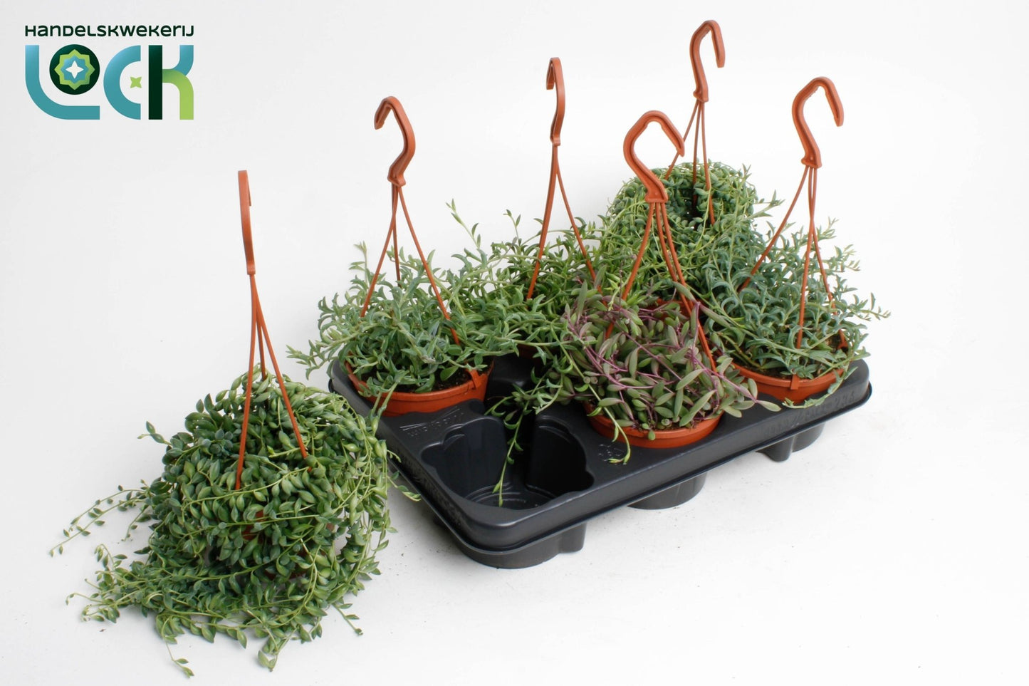 Senecio 12cm Hanging Mix - Hanging The Horti House