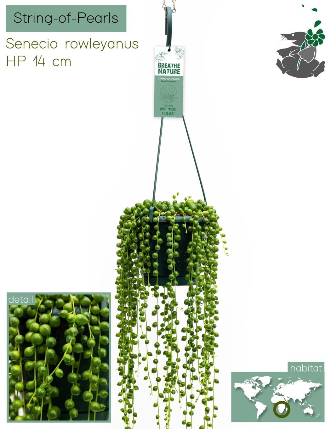 Senecio 14cm Rowleyanus - Green Plant The Horti House