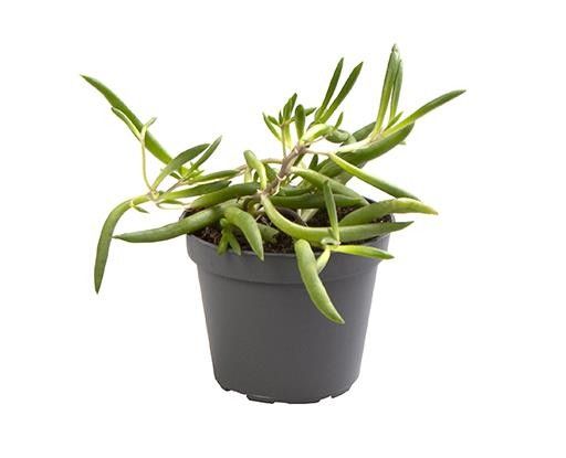 Senecio 6cm Herreanus Purple Flush - Green Plant The Horti House
