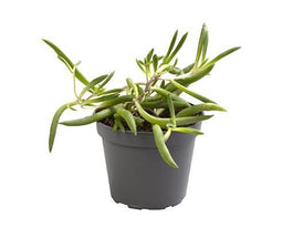 Senecio 6cm Herreanus Purple Flush - Green Plant The Horti House