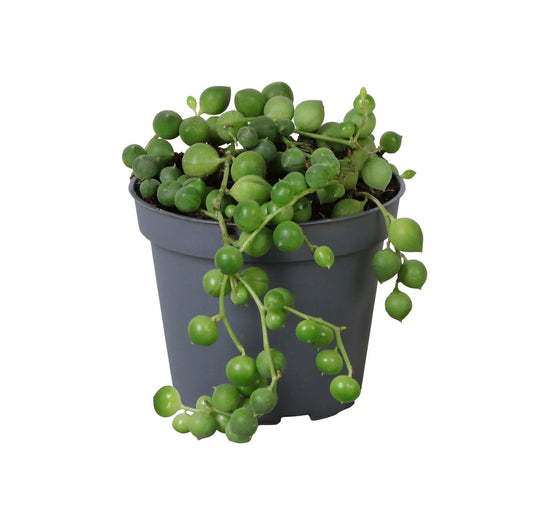 Senecio 6cm Rowleyanus - Green Plant The Horti House