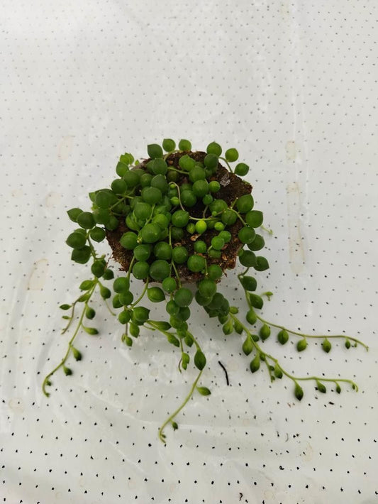 Senecio 9cm Rowleyanus - Green Plant The Horti House