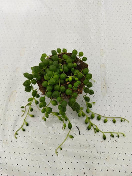 Senecio 9cm Rowleyanus - Green Plant The Horti House