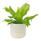 Asplenium 12cm Mix in Cambridge Ceramic