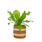 Asplenium 12cm Mix In Basket