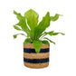 Asplenium 12cm Mix In Basket