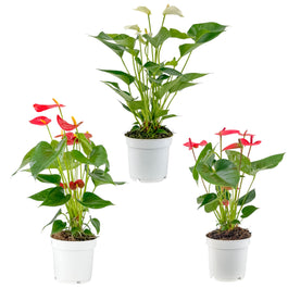 Anthurium 12cm Champion Mixed Colours