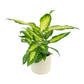 Dieffenbachia 12cm Mix in Cambridge Ceramic