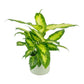 Dieffenbachia 12cm Mix in Cambridge Ceramic