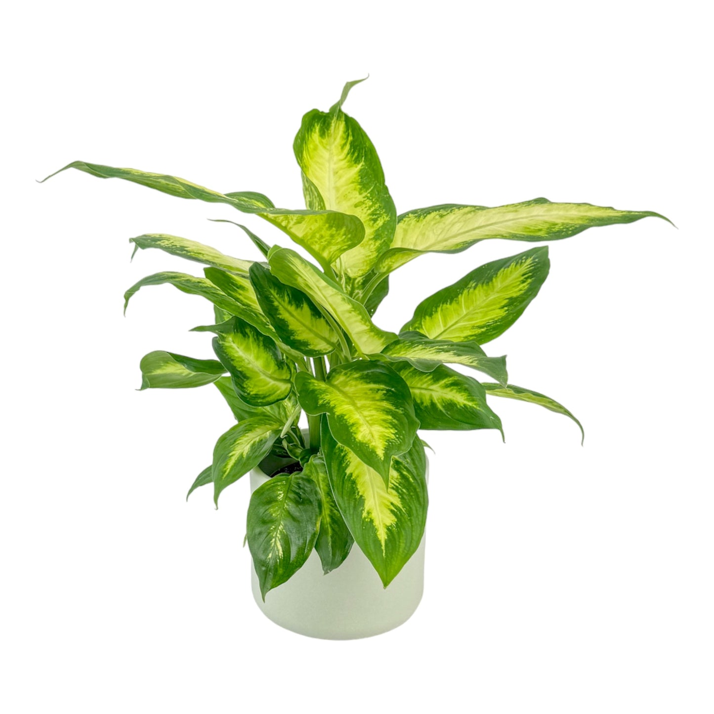 Dieffenbachia 12cm Mix in Cambridge Ceramic