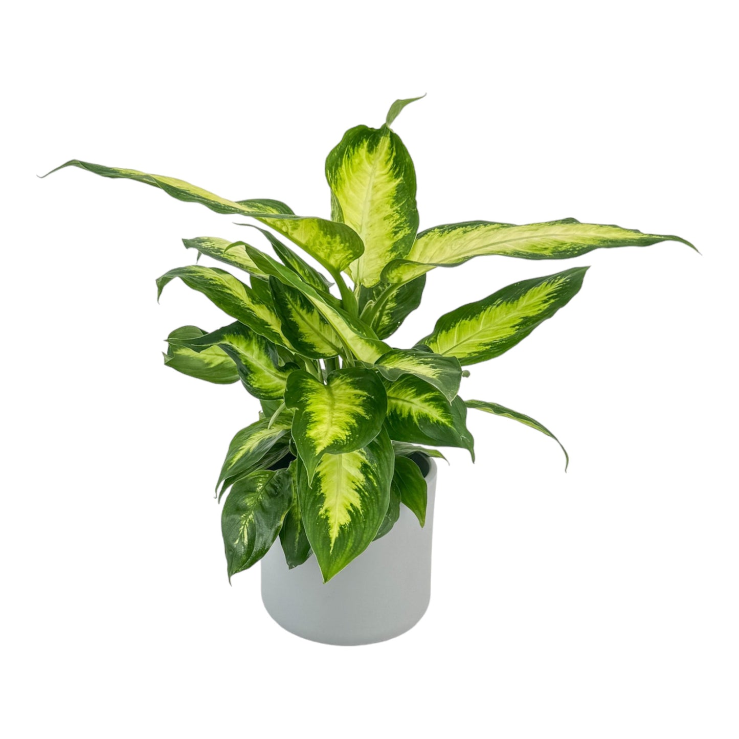 Dieffenbachia 12cm Mix in Cambridge Ceramic