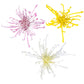 Chrysanthemum 14cm Fireworks Mixed Colours