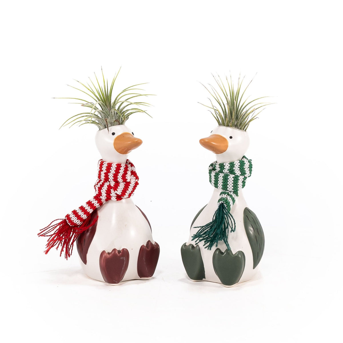 Silly Christmas Goose - Airplants The Horti House