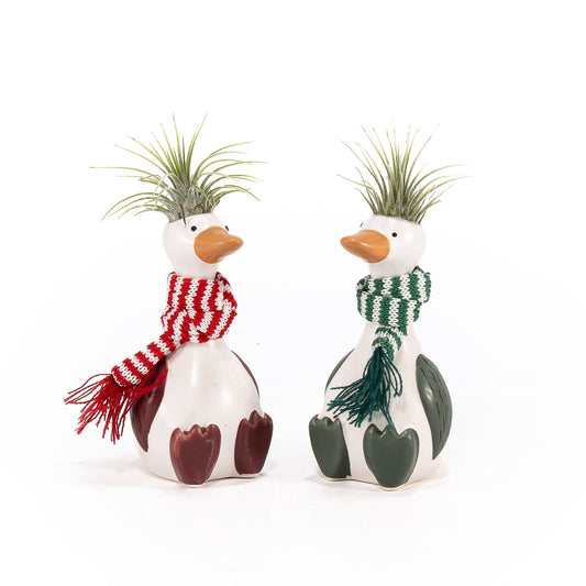 Silly Christmas Goose - Airplants The Horti House