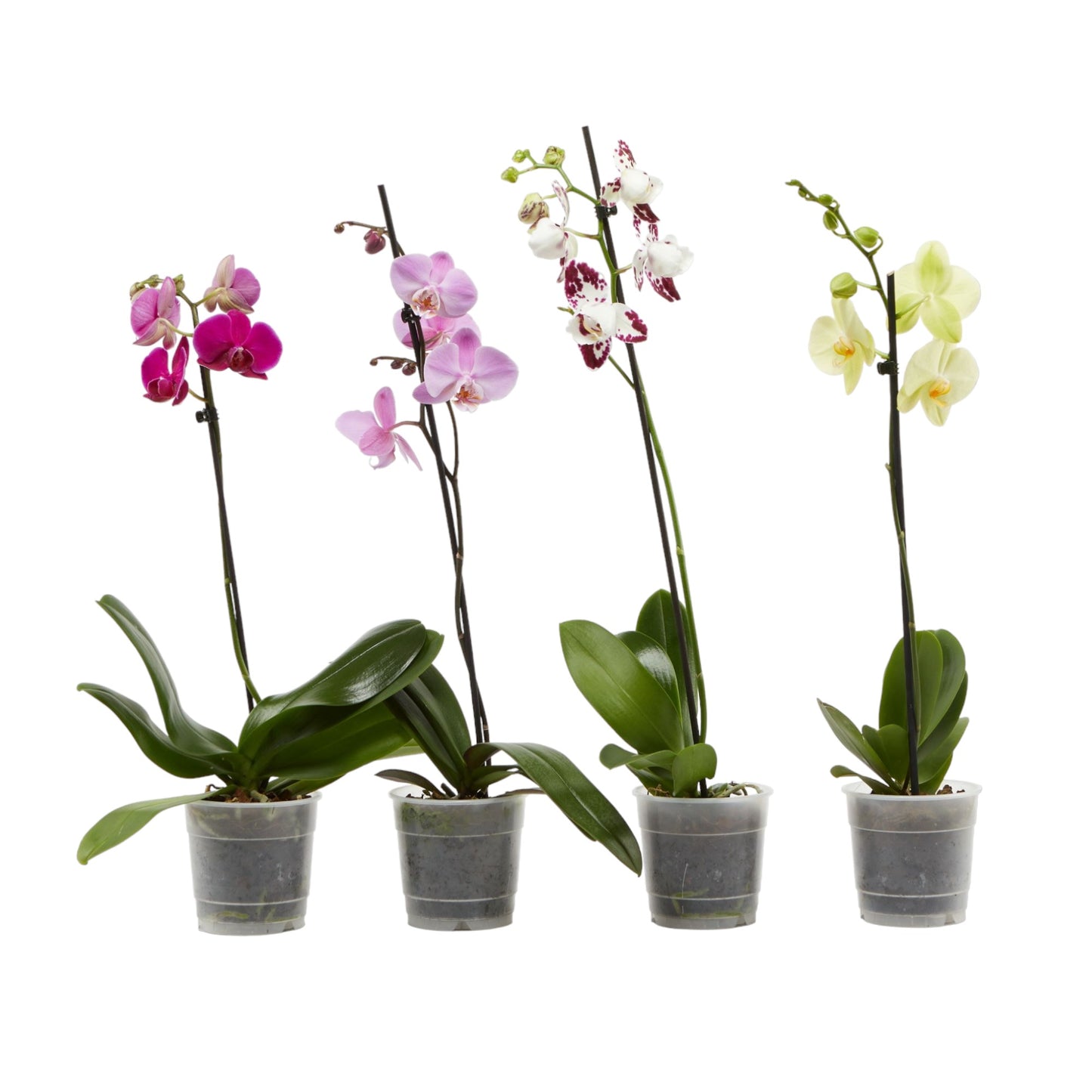 Single Stem 12cm Orchid - Mixed Colours