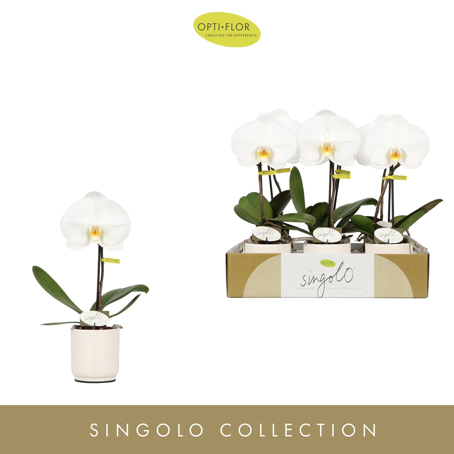 Singolo 9cm Orchid in Ceramic