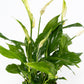 Spathiphyllum 12cm - Flowering The Horti House