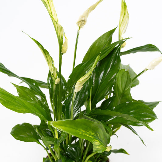 Spathiphyllum 12cm - Flowering The Horti House