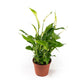 Spathiphyllum 12cm - Flowering The Horti House