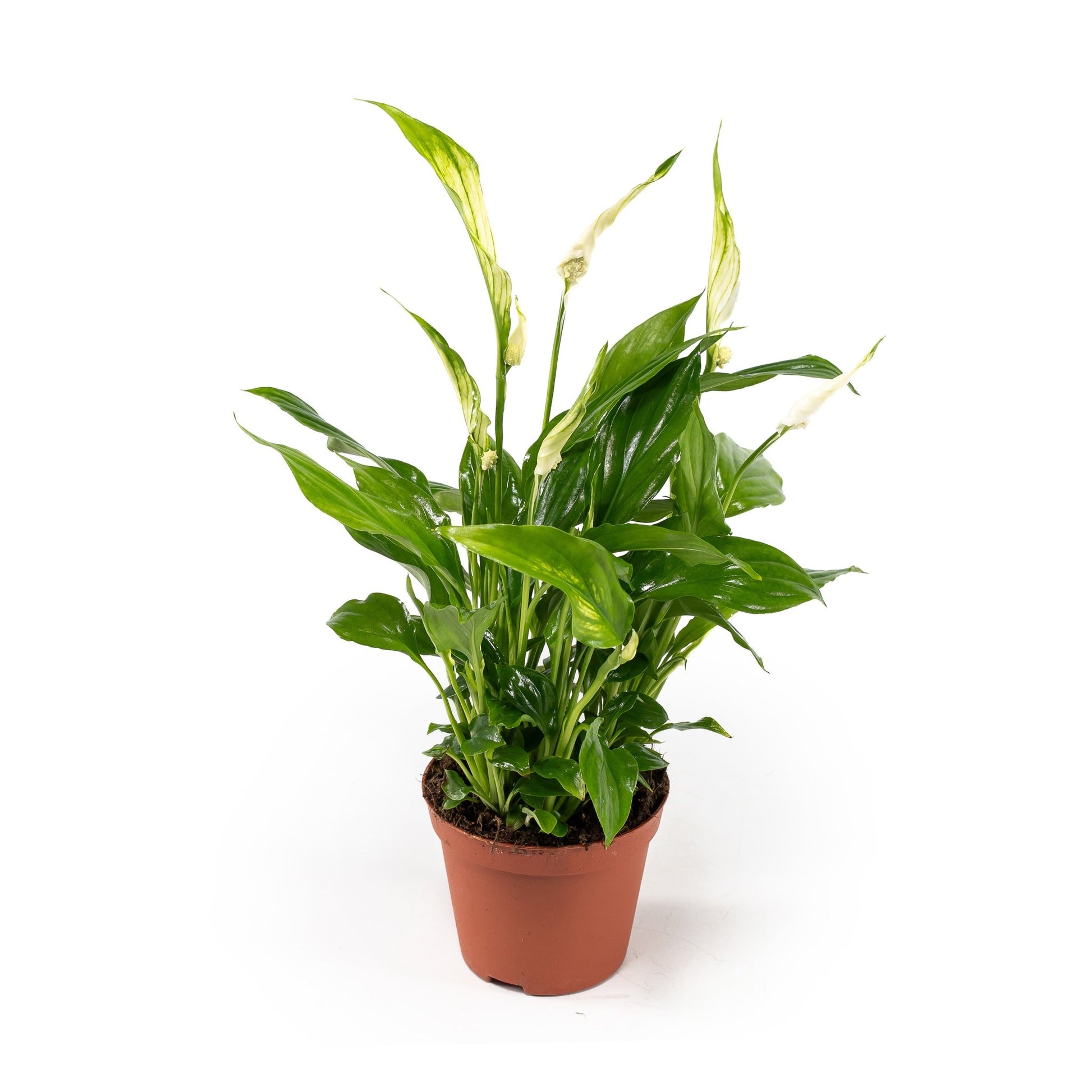 Spathiphyllum 12cm - Flowering The Horti House