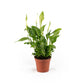 Spathiphyllum 12cm - Flowering The Horti House