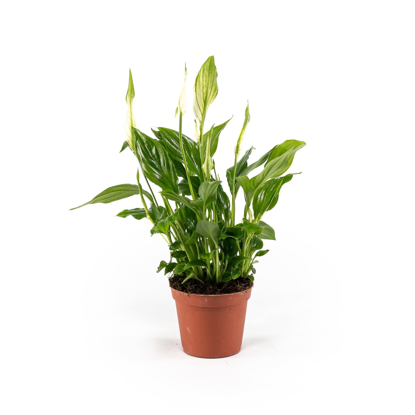 Spathiphyllum 12cm - Flowering The Horti House