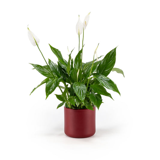 Spathiphyllum 12cm In Festive Ceramic - Flowering The Horti House