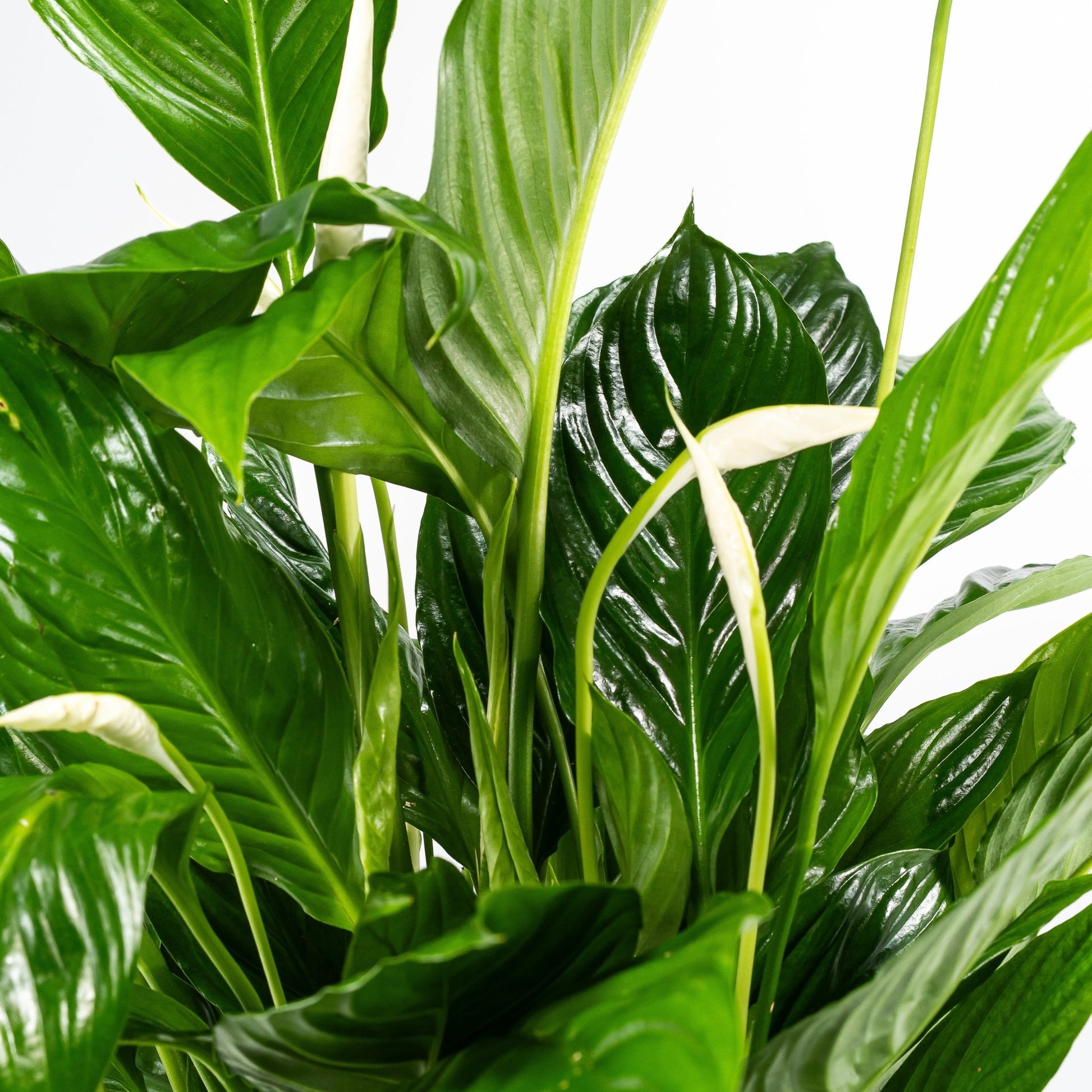 Spathiphyllum 17cm - Flowering The Horti House