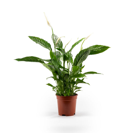 Spathiphyllum 17cm - Flowering The Horti House