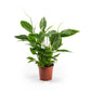 Spathiphyllum 17cm - Flowering The Horti House