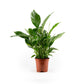 Spathiphyllum 17cm - Flowering The Horti House