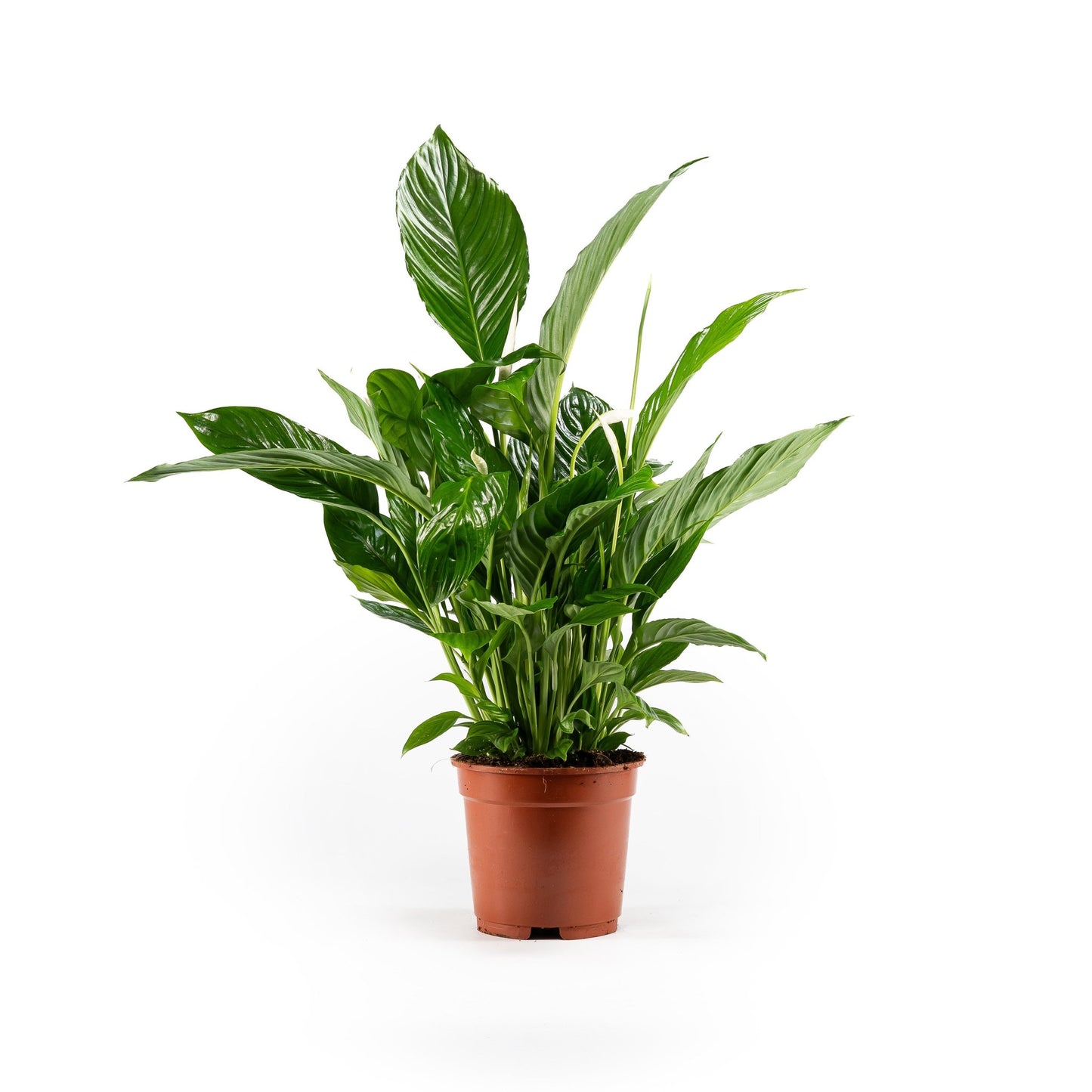 Spathiphyllum 17cm - Flowering The Horti House