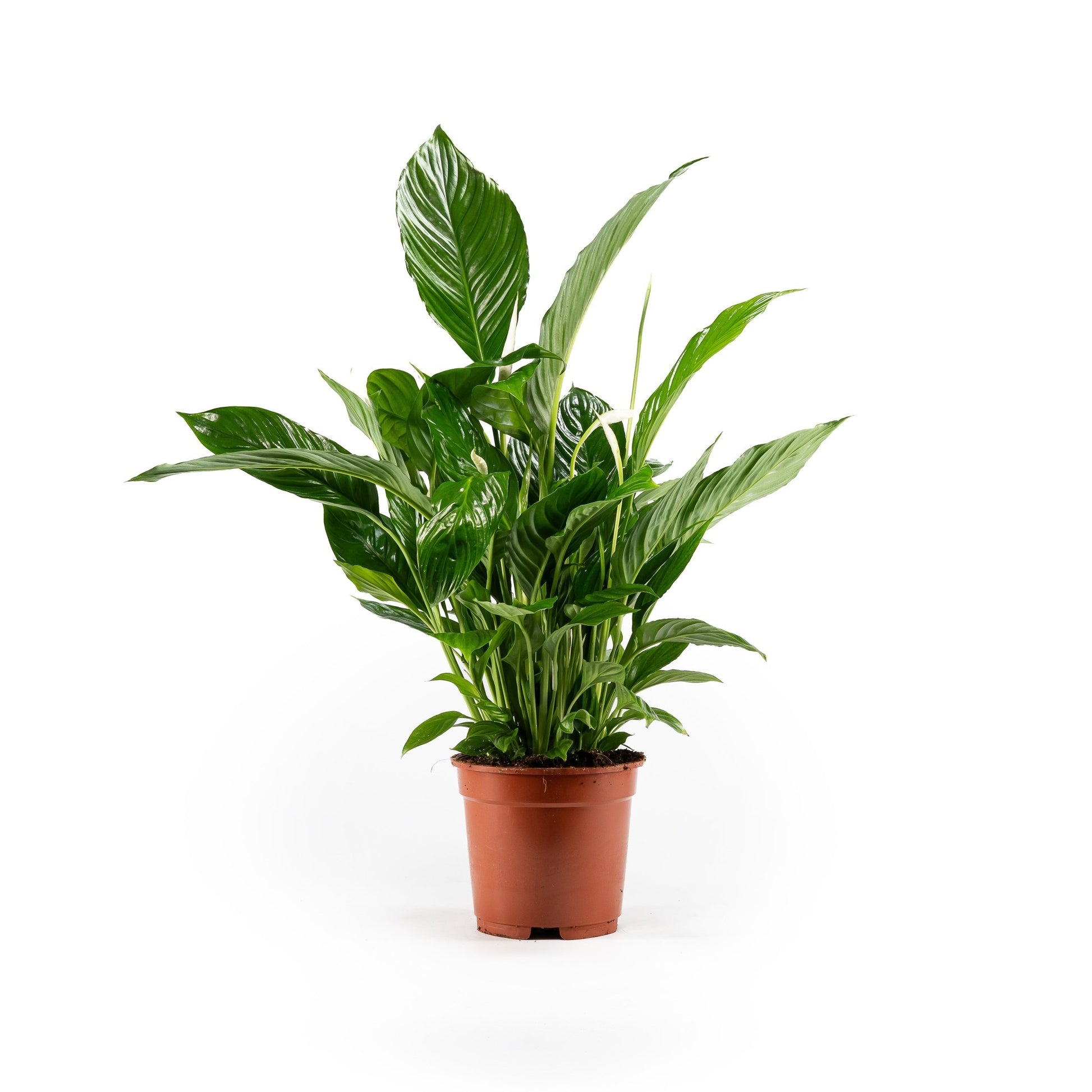 Spathiphyllum 17cm - Flowering The Horti House