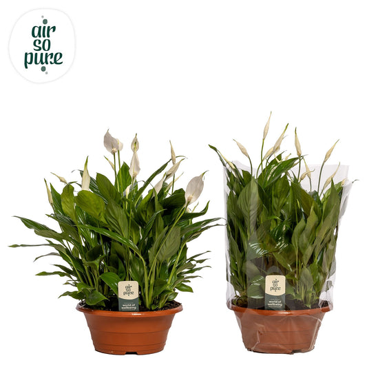 Spathiphyllum 23cm Bowl - Green Plant The Horti House