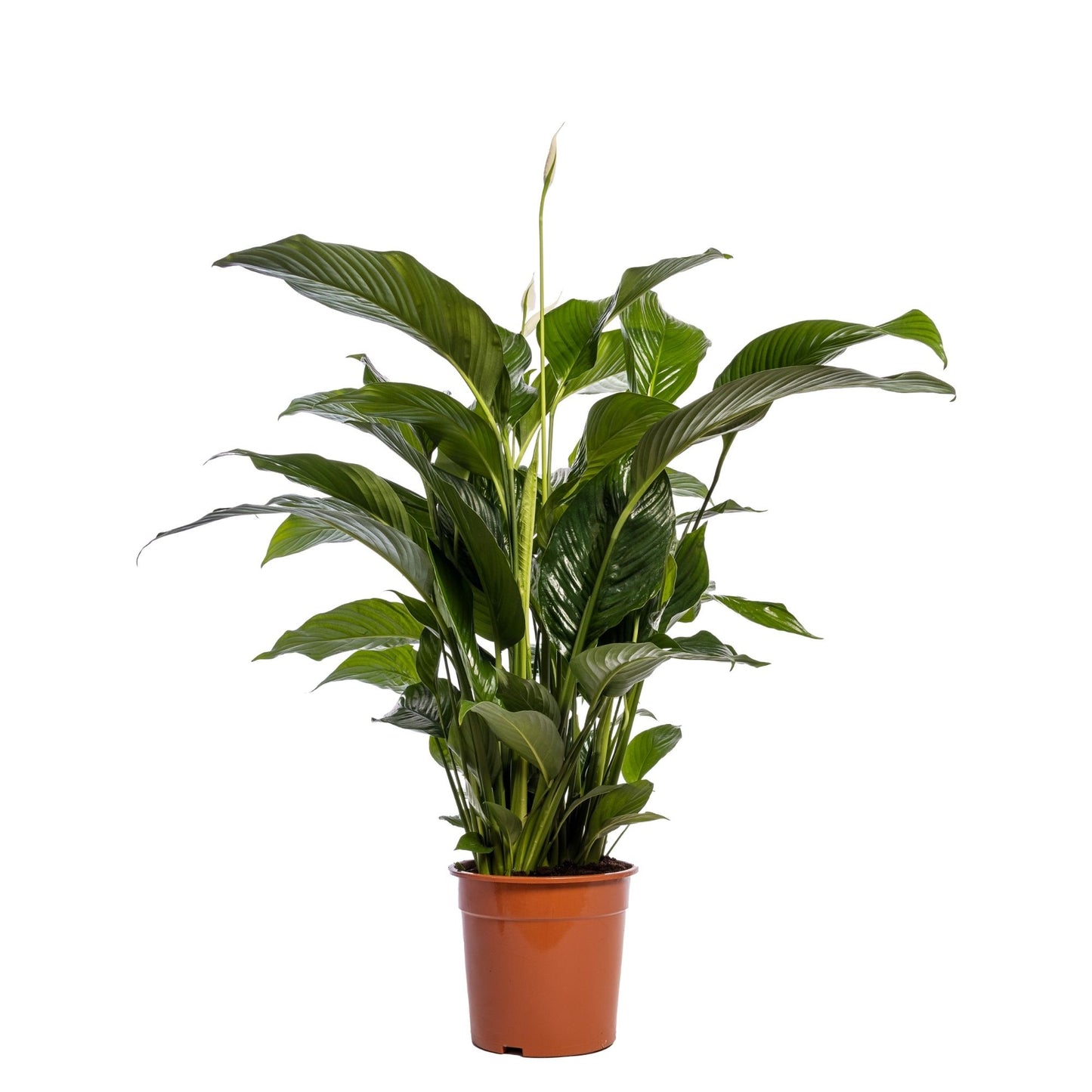 Spathiphyllum 24cm Sweet Lauretta - Green Plant The Horti House